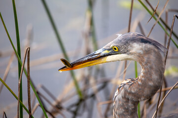 San Francisco's Stately Sentinel - Great Blue Heron at Heron's Head Park
