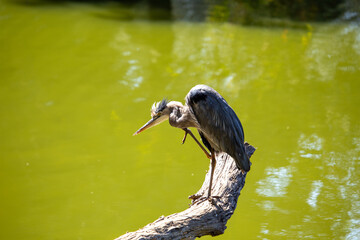 San Francisco's Stately Sentinel - Great Blue Heron at Heron's Head Park