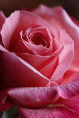 Macro pink rose flower as vertical Greeting card template composition