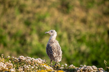Dublin's Coastal Guardian - Great Black-Backed Gull (Larus marinus) off Howth's Coast