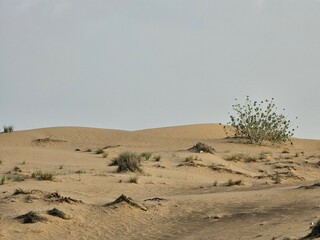 green plants desert sand and blue sky with sun and clouds. image isolated Nice background display Beautiful colourful natural beauty scenery Great Views HD Photo. Dubai UAE