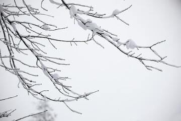 snow covered branches on an overcast day in January in Iowa. 