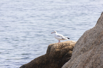 Black-headed gull, Chroicocephalus ridibundus or Larus ridibundus on a rock staring at mediterranean sea. These seagulls change the color of their head plumage depending on the breeding season.