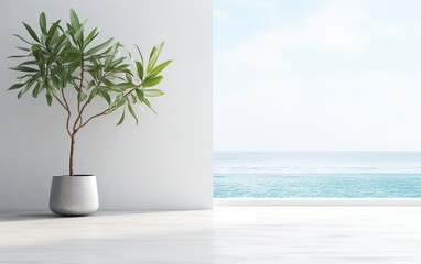 Indoor plant on white floor with empty concrete wall