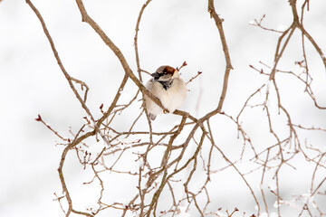 Male house sparrow on a branch of a tree with a snowy background on a January day in Iowa. 