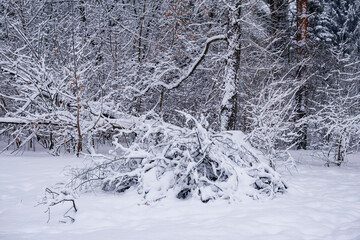 Snow-covered trees on a cloudy winter day.