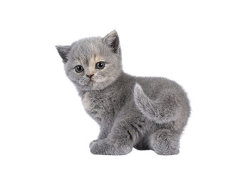 Cute 6 weeks old British Shorthair cat kitten, standing backwards showing butt. Looking over shoulder to camera. Isolated cutout on transparent background. © Nynke