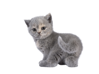 Cute 6 weeks old British Shorthair cat kitten, standing backwards showing butt. Looking over shoulder to camera. Isolated cutout on transparent background.