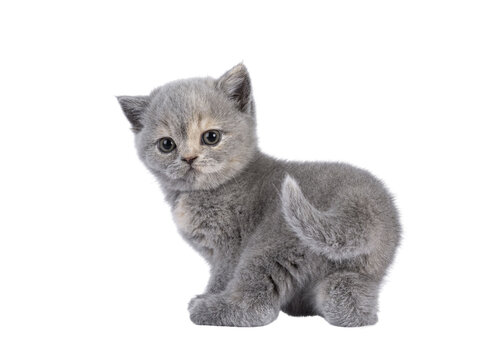 Cute 6 weeks old British Shorthair cat kitten, standing backwards showing butt. Looking over shoulder to camera. Isolated cutout on transparent background.
