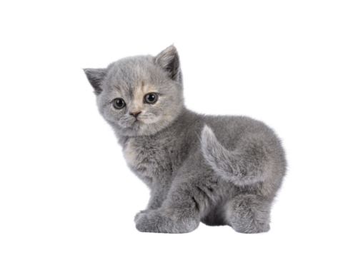 Cute 6 weeks old British Shorthair cat kitten, standing backwards showing butt. Looking over shoulder to camera. Isolated cutout on transparent background.