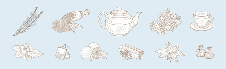 Herbal Tea Item and Element Sketch Hand Drawn Vector Set - obrazy, fototapety, plakaty
