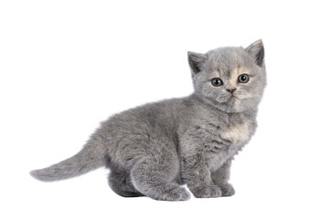 Cute 6 weeks old British Shorthair cat kitten, standing side ways. Looking straight to camera. Isolated cutout on transparent background.