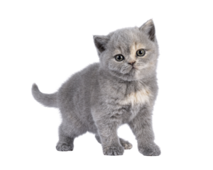 Cute 6 weeks old British Shorthair cat kitten, standing diagonal. Looking straight to camera. Isolated cutout on transparent background.