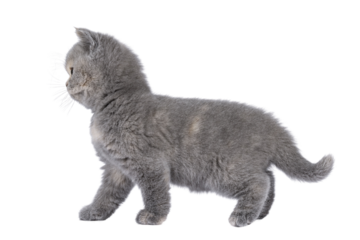 Cute 6 weeks old British Shorthair cat kitten, standing side ways. Looking side ways showing profile. Isolated cutout on transparent background.