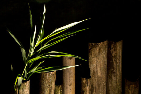Cerca de varas de bambu seco e broto de capim com folha verde em fundo preto. 