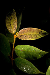 Folha verde de eucalipto com gostas de orvalho.