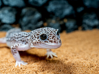 ヒョウモントカゲモドキ