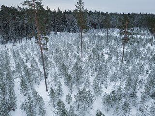 Estonian nature, photo of a winter pine forest, drone air photography.