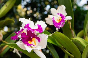 Cattleya orchid purple flowers
