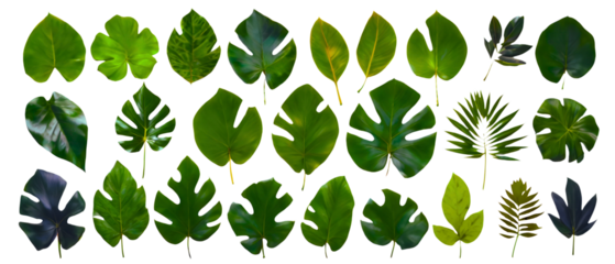 set tropical leaves. Monstera isolated on white background. Exotic plant leaves. Green vector isolated elements on the transparent background. Flat lay