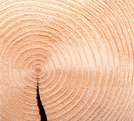 Spruce tree, horizontal cross section, with growth rings, and with a gap caused by drying. Cut through the dried trunk of an European spruce tree, Picea abies, showing annual or tree rings. Close-up.