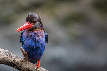 Javan kingfisher birds are playing around on the river bank looking for food