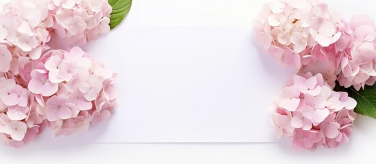 Beautiful blooming blue and pink hydrangea flowers on copy space white background. Generate AI image