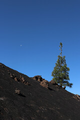 Green pine tree on a slope of  black lava stones against blue sky (Chinyero volcano, Tenerife, Spain)