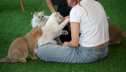 Happiness woman playing with cats in cat cafe. Cat cafe are a type of coffee shop where patrons can...