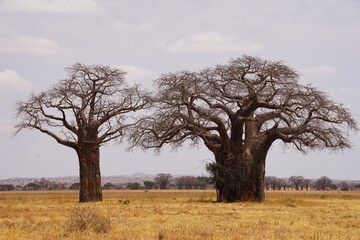 Fototapeta premium african wilderness, baobab trees in savannah