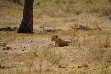 african wilderness, lioness in savannah