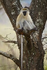 african wilderness, vervet monkey, tree