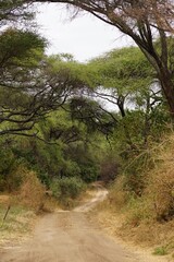 Fototapeta na wymiar african wilderness, sandy road in bushland