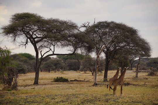 african wilderness, giraffes, trees, lion