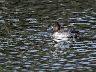 池を泳ぐキンクロハジロ
