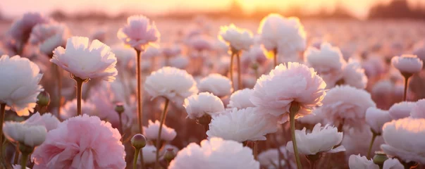 Fototapete Rund sunset pink flower colorful violet beautiful blooming background meadow nature field. © Natalia Klenova