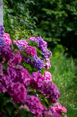 Obraz premium flowers in the garden