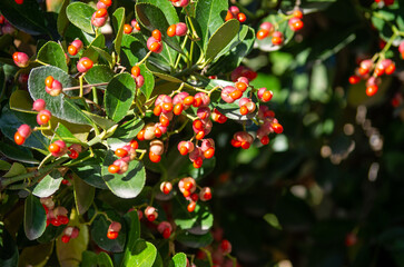 berries on a tree