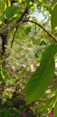 White flowers on the mountain park in korea