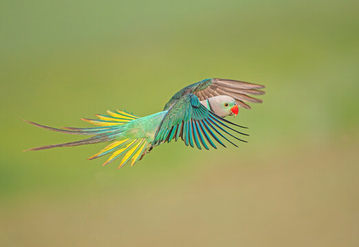 Malabar Parakeet - in flight mode