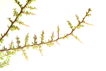 Piquillin, Leaves and thorns endemic vegetals in the Pampas forest, Patagonia, Argentina