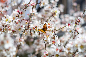 blossom in spring