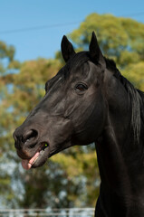 Obraz premium Black breeding horse, Portrait, La Pampa Province, Patagonia, Argentina.