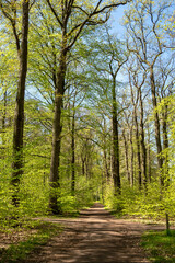Fototapeta premium Path in woodland near Hilverbeek in Spanderswoud between Hilversum and 's Graveland, Netherlands