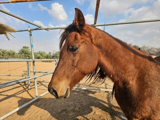 Portrait of a beautiful horse with a red halter on its muzzle, which stands in a field on a farm.