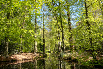 Woodland near Hilverbeek in Spanderswoud between Hilversum and 's Graveland, Netherlands