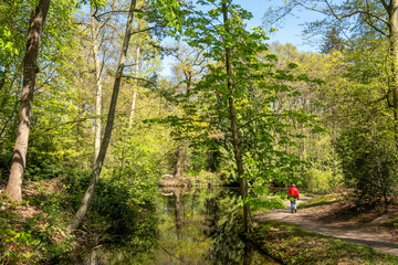 Walker in woodland near Hilverbeek in Spanderswoud, Hilversum, Netherlands