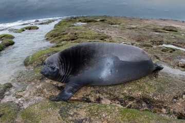 Elephant seal, Peninsula Valdes, Unesco World Heritage Site, Patagonia, Argentina
