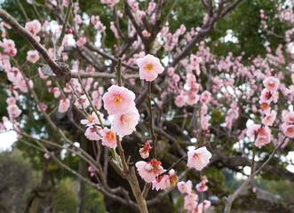 Cherry blossom in Japan