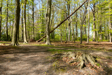 Fototapeta premium Path in woodland near Hilverbeek in Spanderswoud between Hilversum and 's Graveland, Netherlands